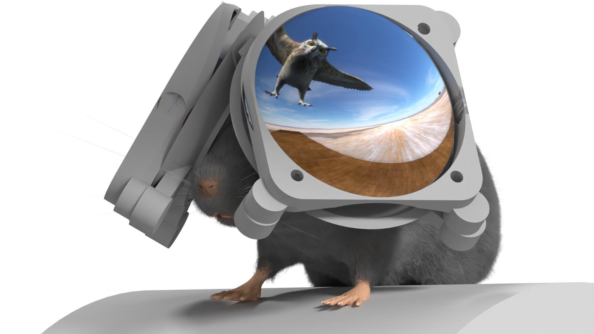 Rendering of mouse wearing iMRSIV VR headset