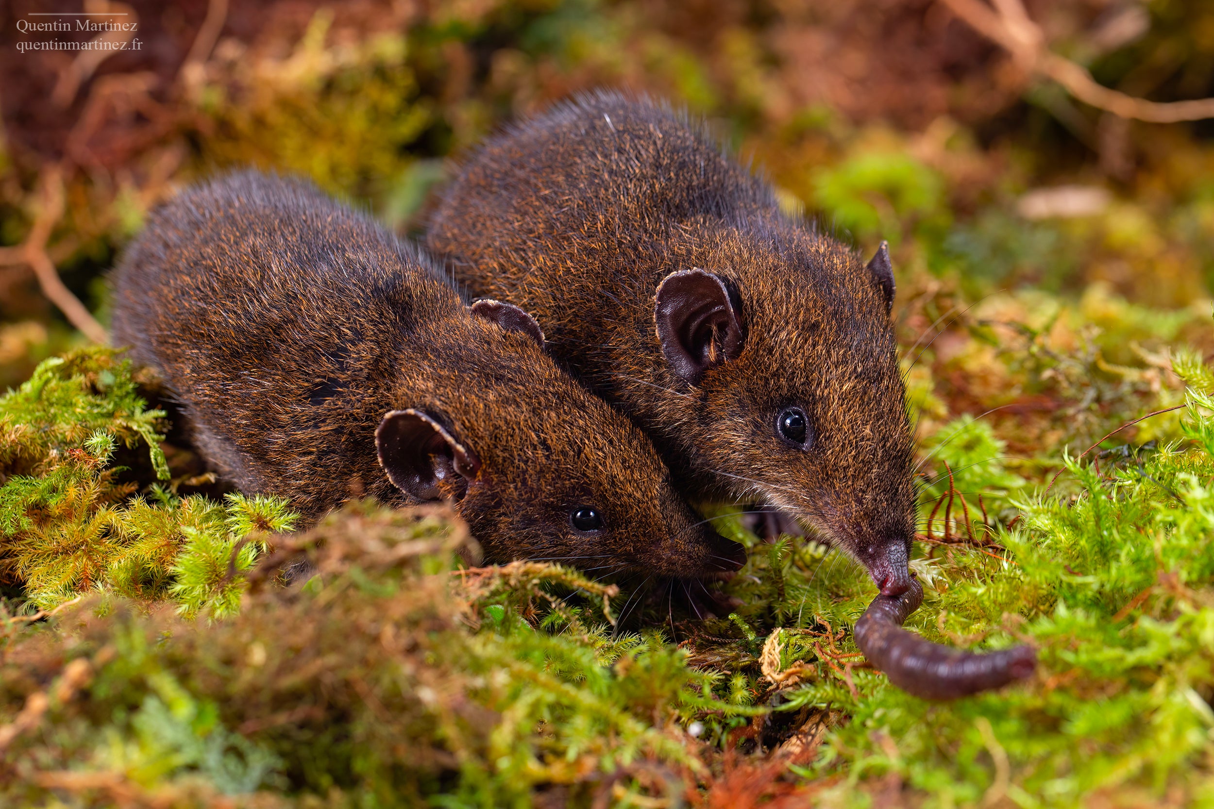 Two Hylomys dorsalis hedgehogs eating a worm in the grass.