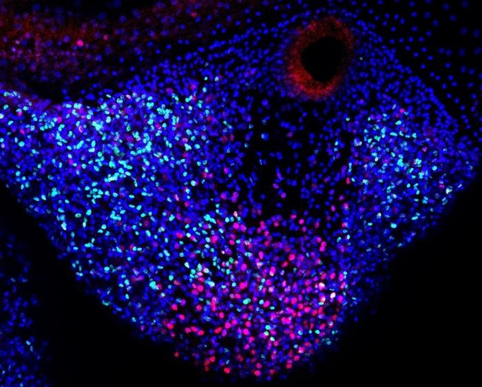 Two different types of cells related to tentacle regeneration in jellyfish. Resident stem cells depicted as green dots and repair-specific proliferative cells depicted as red dots.