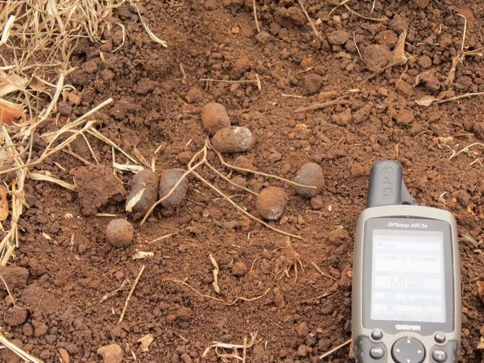 Aardvark fecal samples collected in Kruger National Park in South Africa in 2018. CREDIT: Rachel Crowhurst