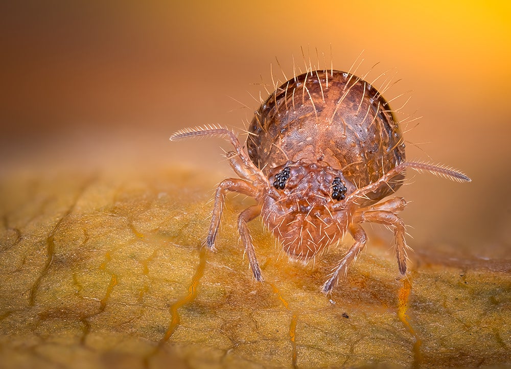 Dark brown globular springtail