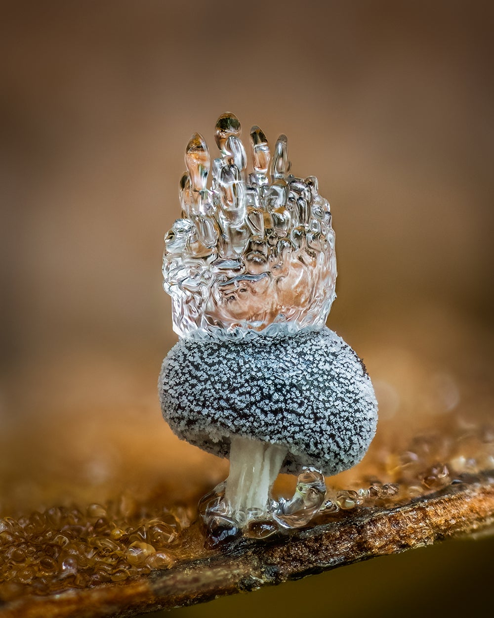 Small slime mould with ice crown atop it