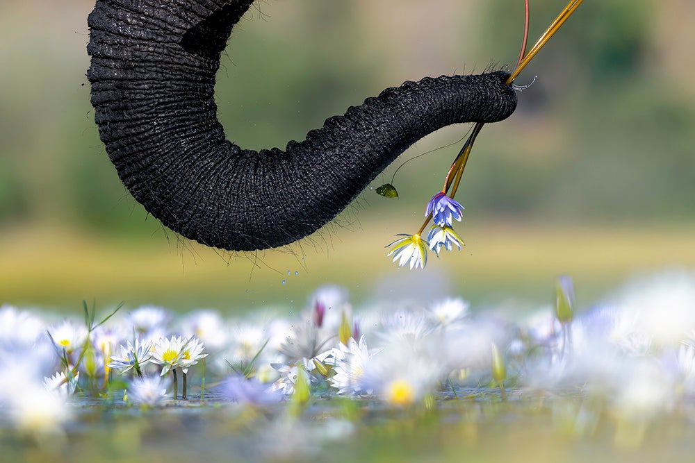 Elephant trunk gripping flowers from water