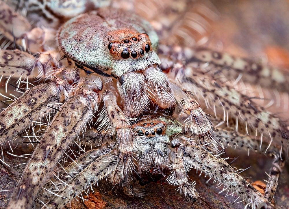 Two huntsman spiders