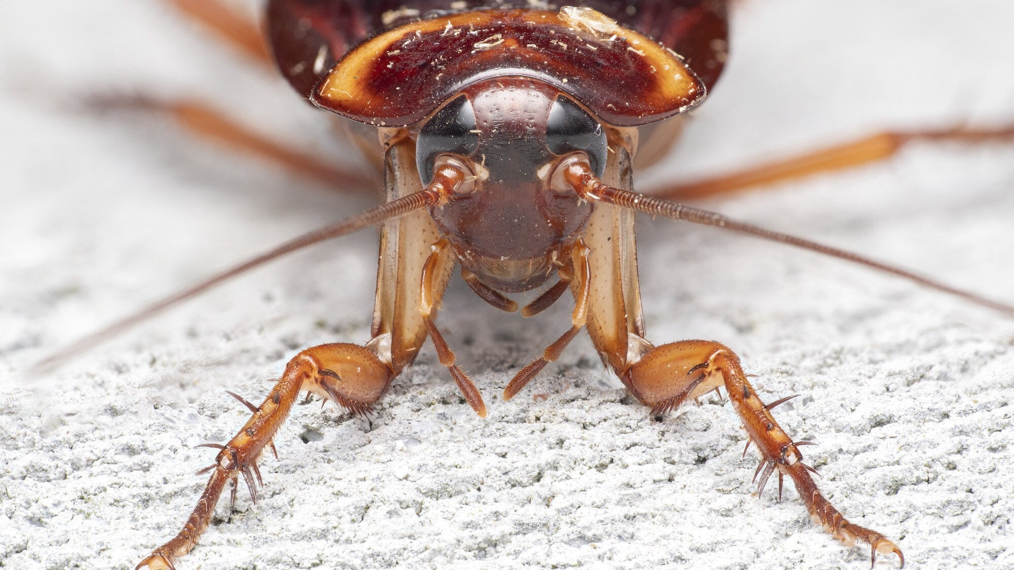 An American cockroach