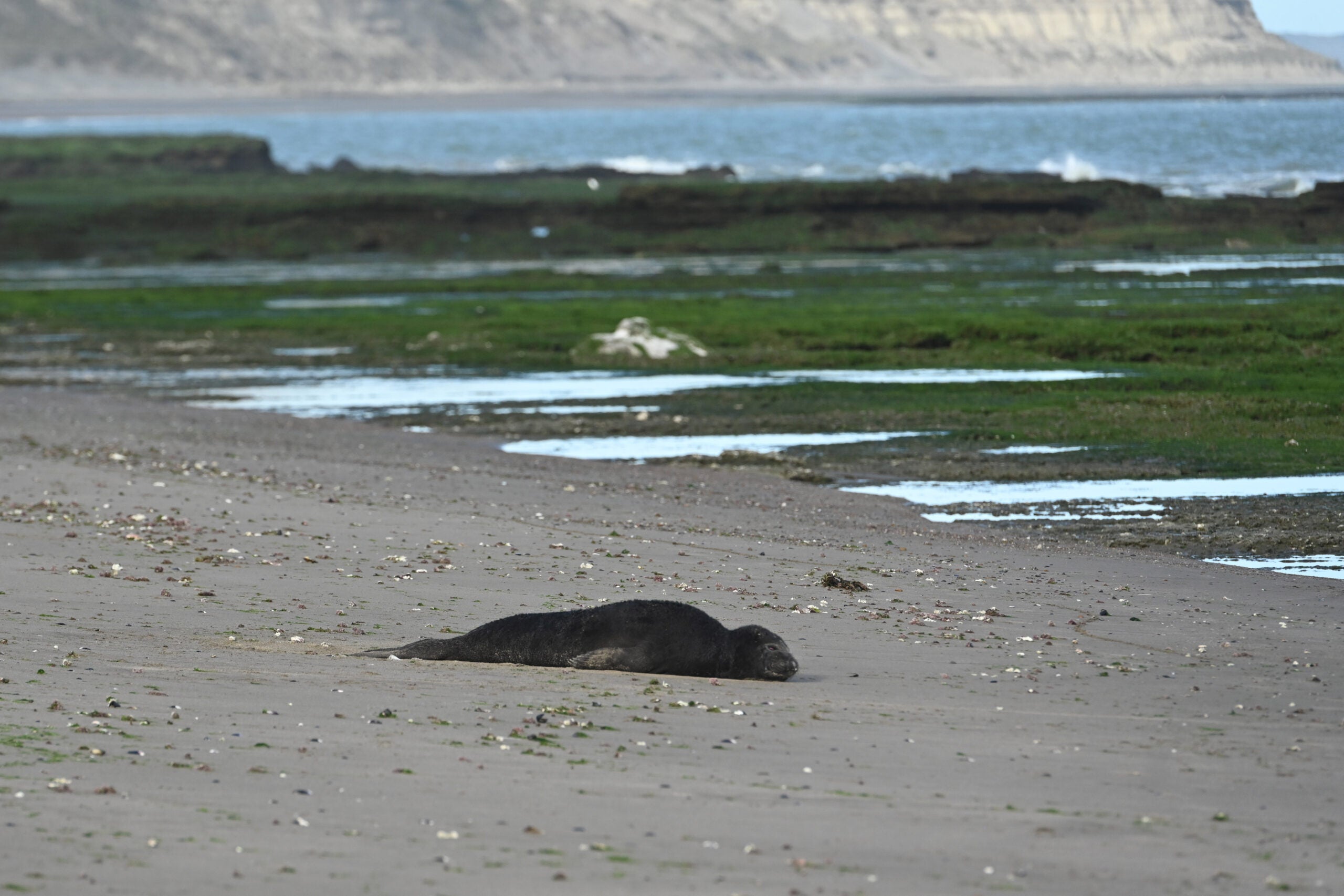 A recently deceased elephant seal pup lying on a beach. The pup was probably a week old when it died. 
