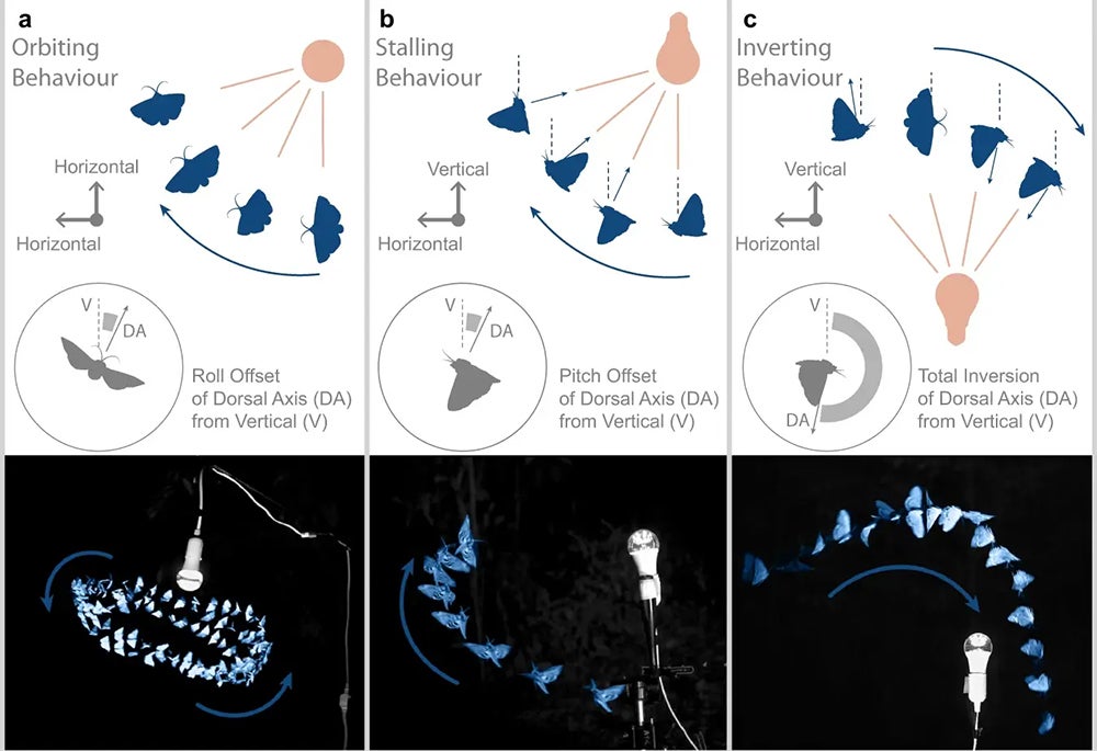 Three different observed turning behaviors in which flying insects turn their backs to artificial light. 