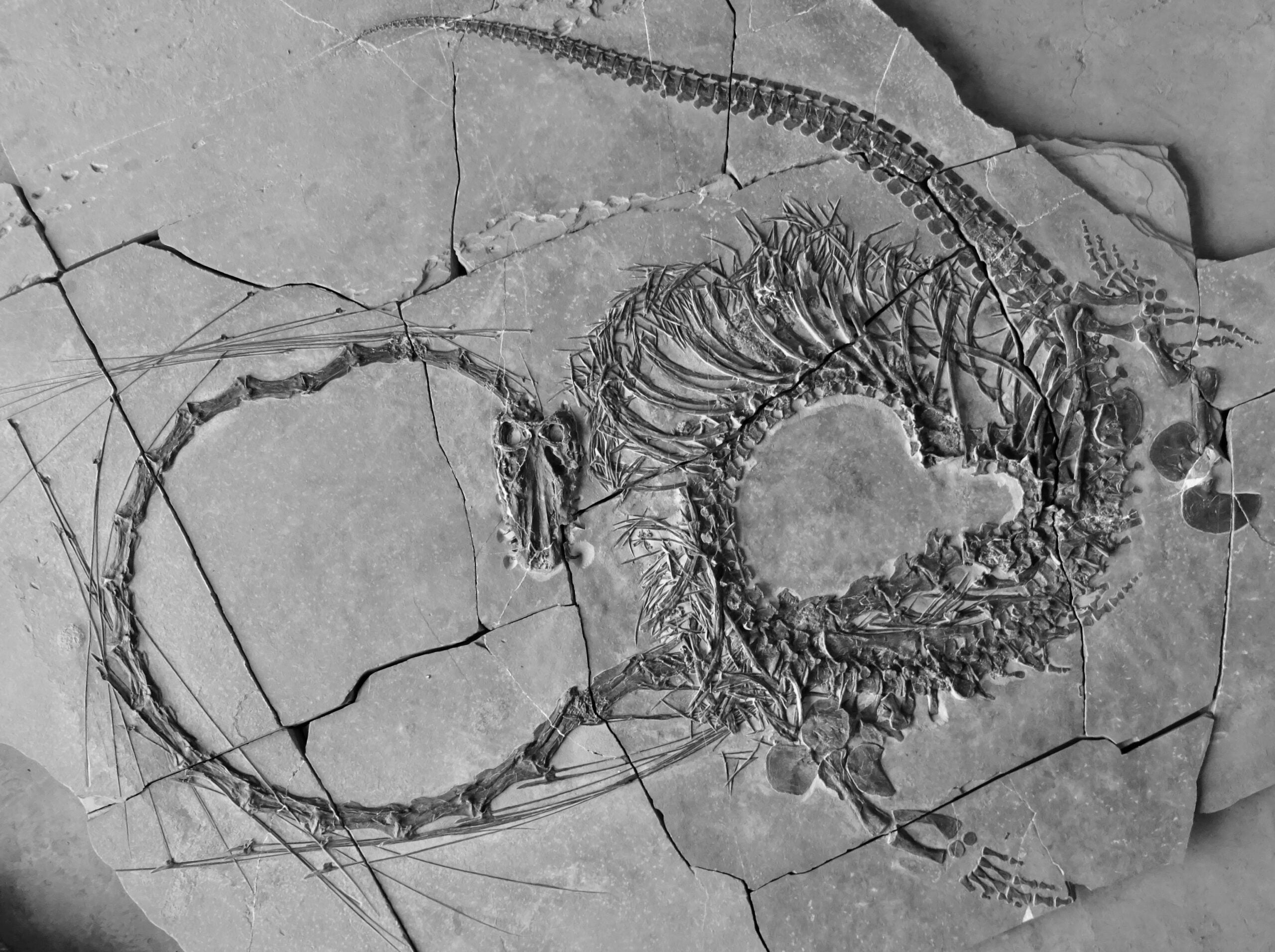 A Dinocephalosaurus orientalis fossil, showing its long neck and snake-like tail. 