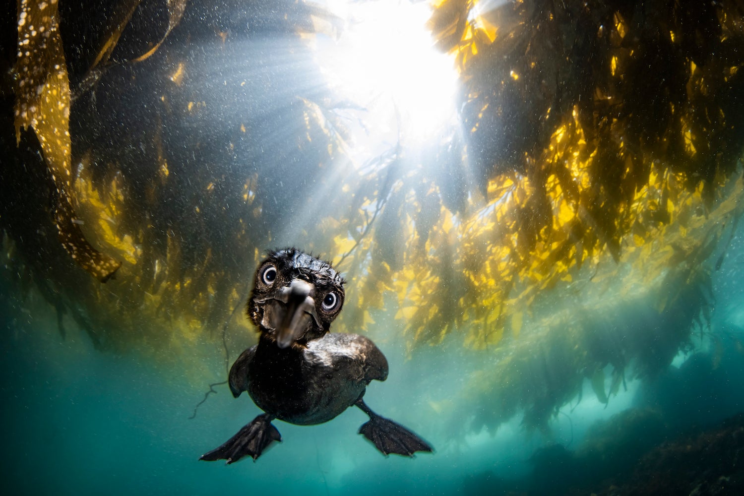 a small bird stares at the camera under kelp