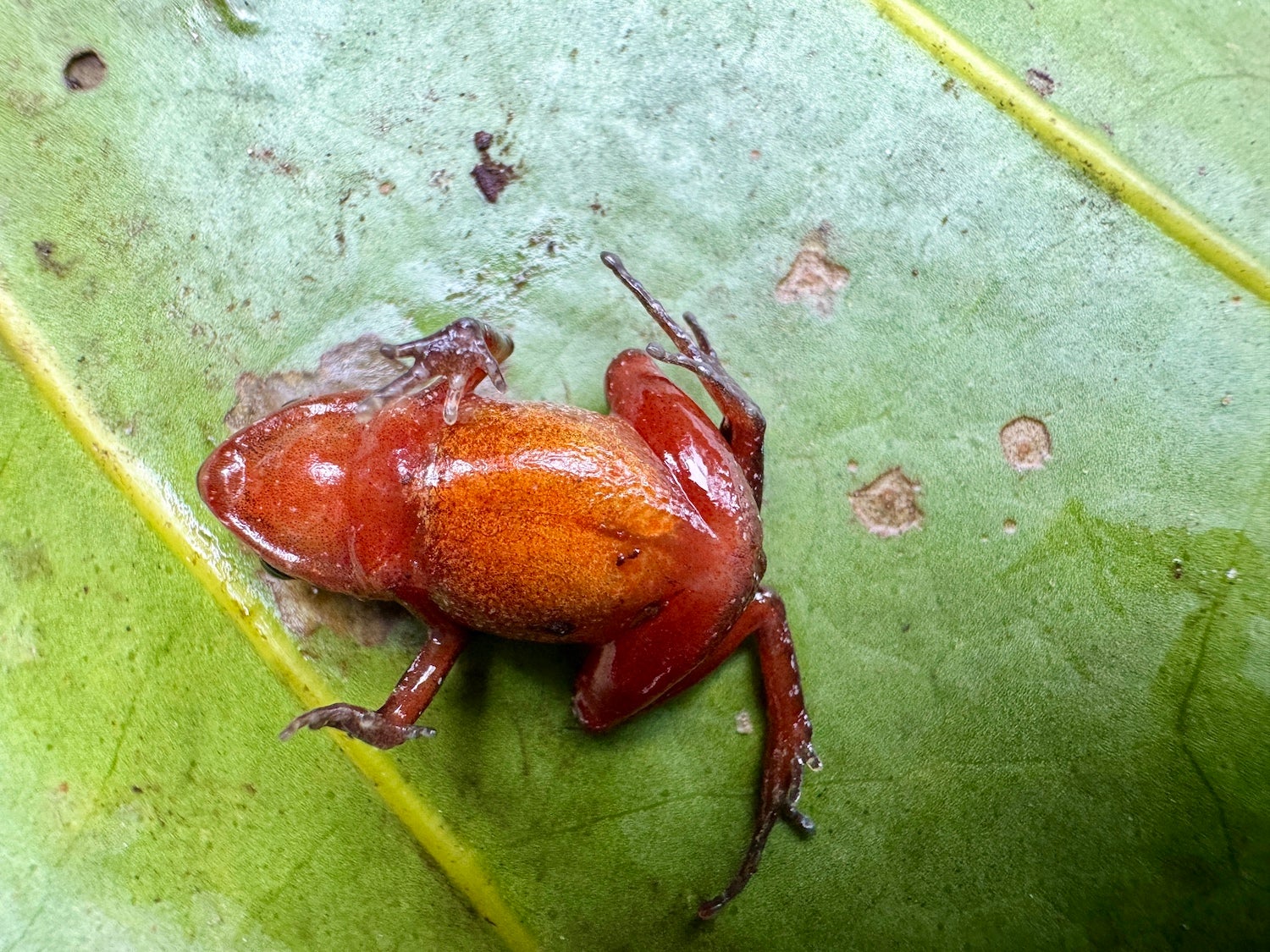 an orange-brown frog sits on a green leaf