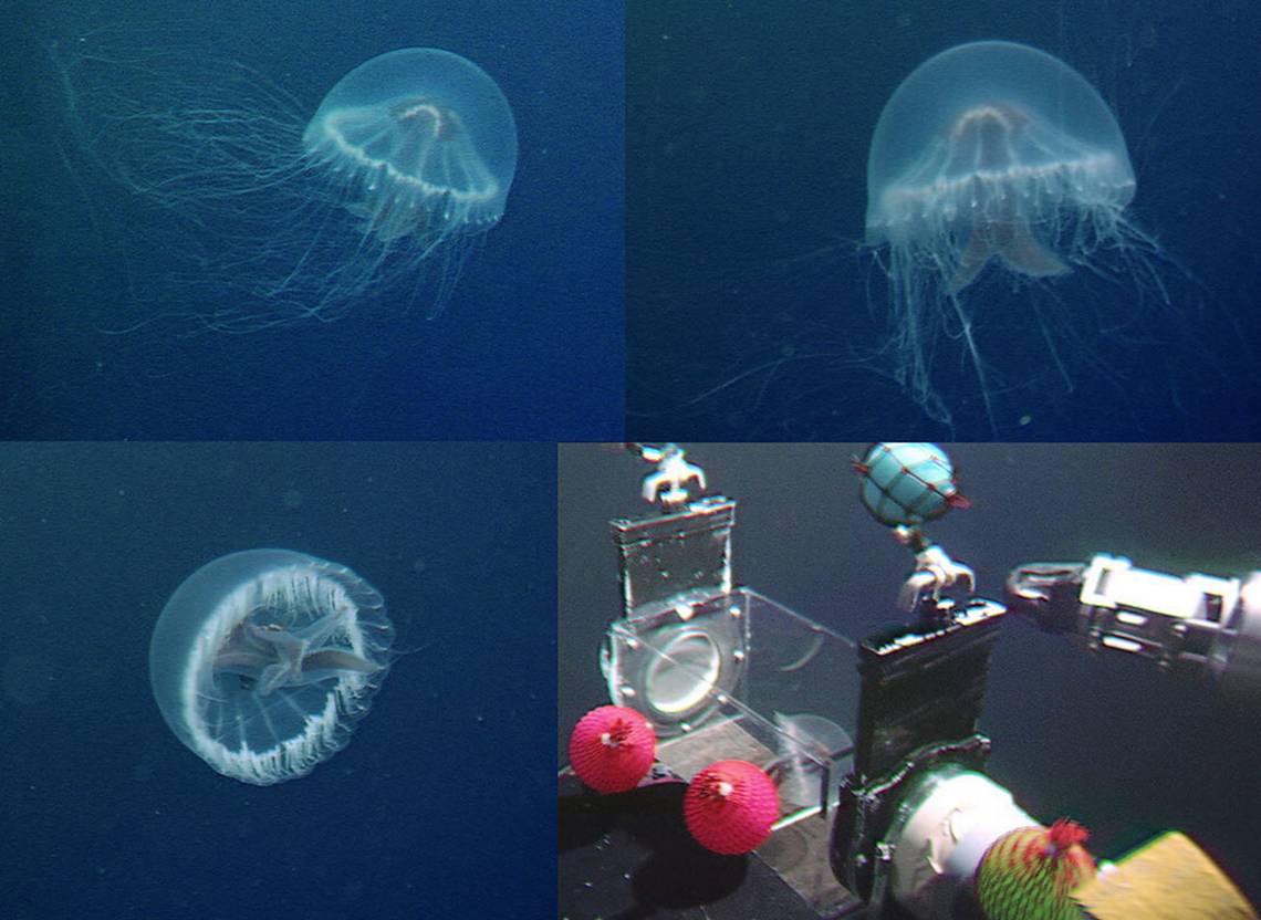 A Santjordia pagesi, or St. Georgeâs cross medusa jellyfish, swimming in its natural habitat. CREDIT: Lindsay et. al. 2023.