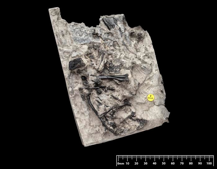 Close up on part of the skeleton of Ceoptera evansae showing the shoulder region, parts of the wing and vertebrae. 