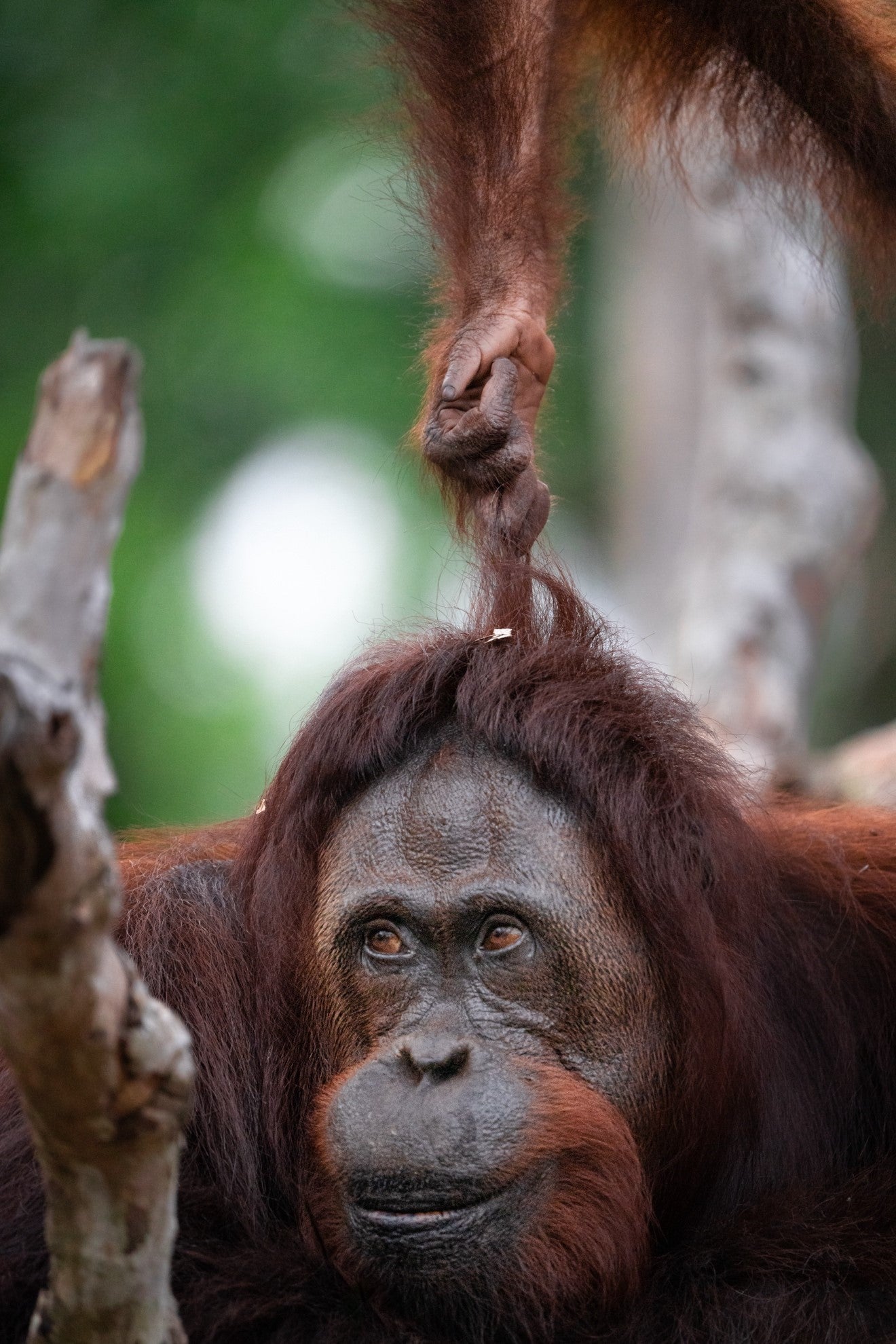 Juvenile orangutan pulling its mother's hair