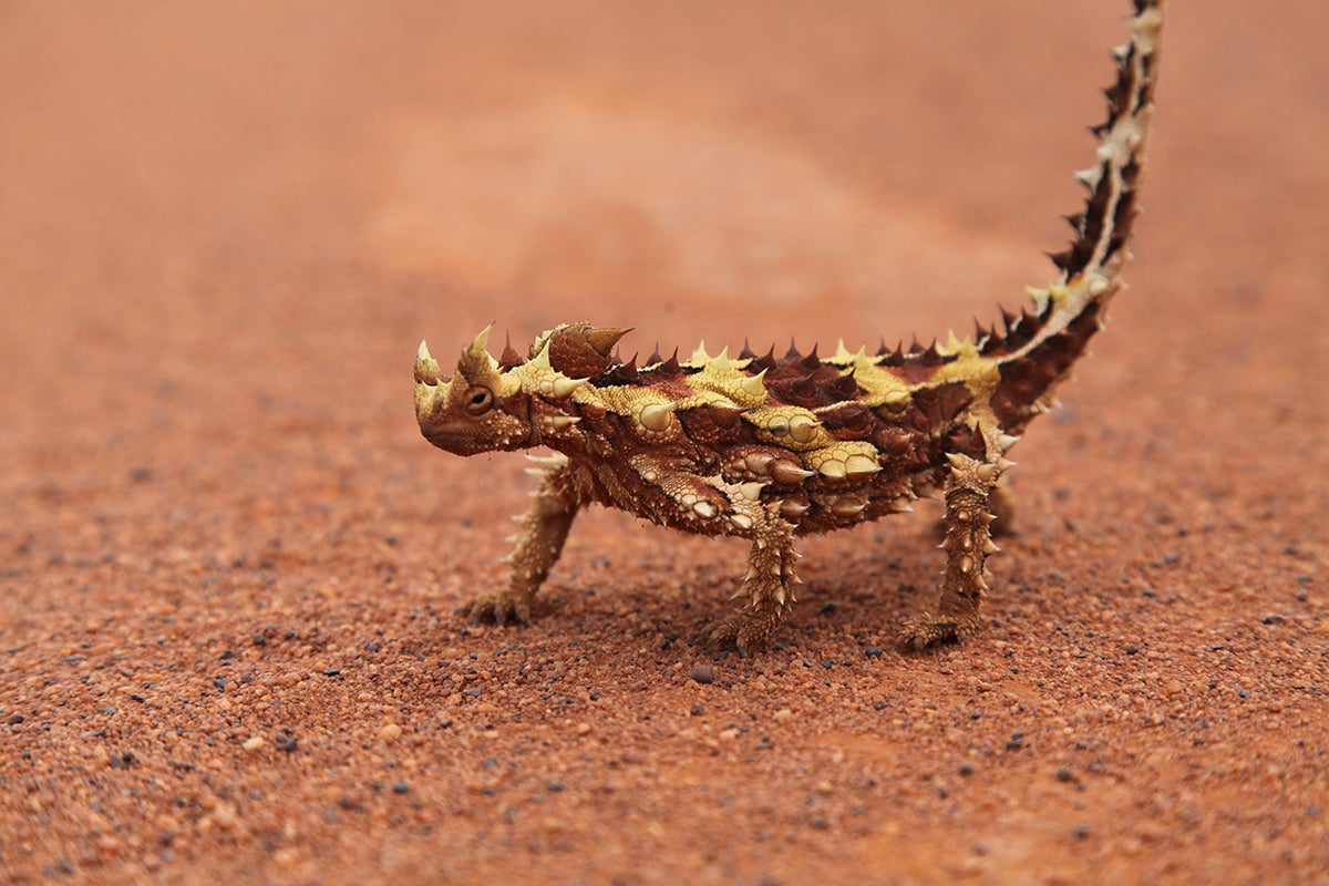 Thorny devil (Moloch horridus), a well-camouflaged lizard that lives in Australia's sandy deserts. This species feeds almost exclusively on ants. CREDIT: Dan Rabosky, University of Michigan