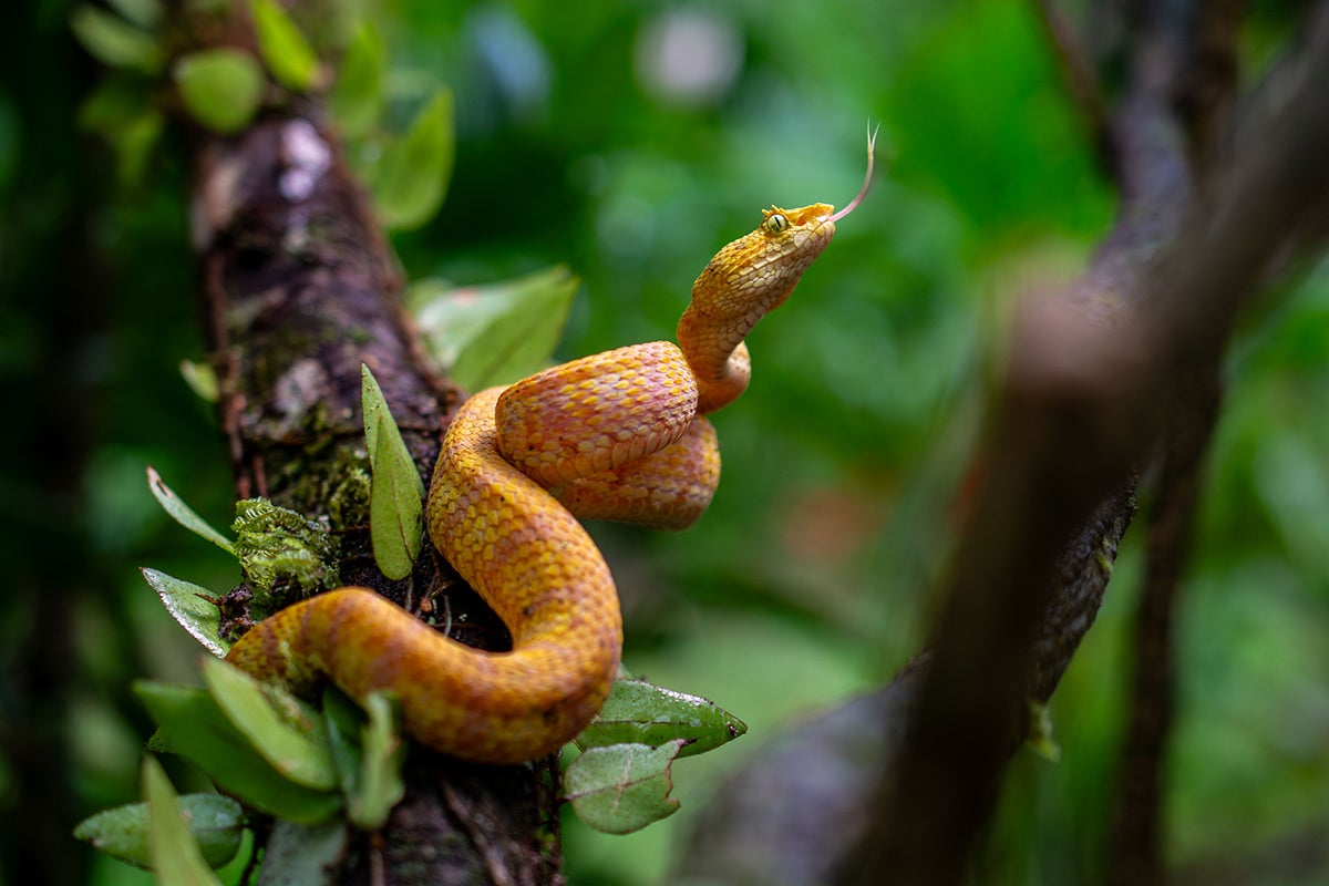 An eyelash pitviper from the New Wold tropics. This species feeds on small vertebrates, including frogs, lizards, bats, and birds. CREDIT: Tristan Schramer, University of Michigan