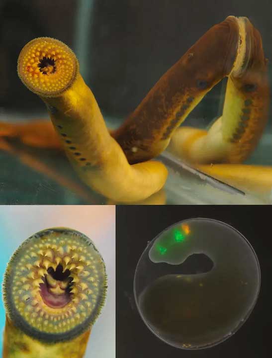 Adult sea lampreys (top and left). A fluorescence microscopy image of a developing sea lamprey embryo (right). CREDIT: Stowers Institute for Medical Research.