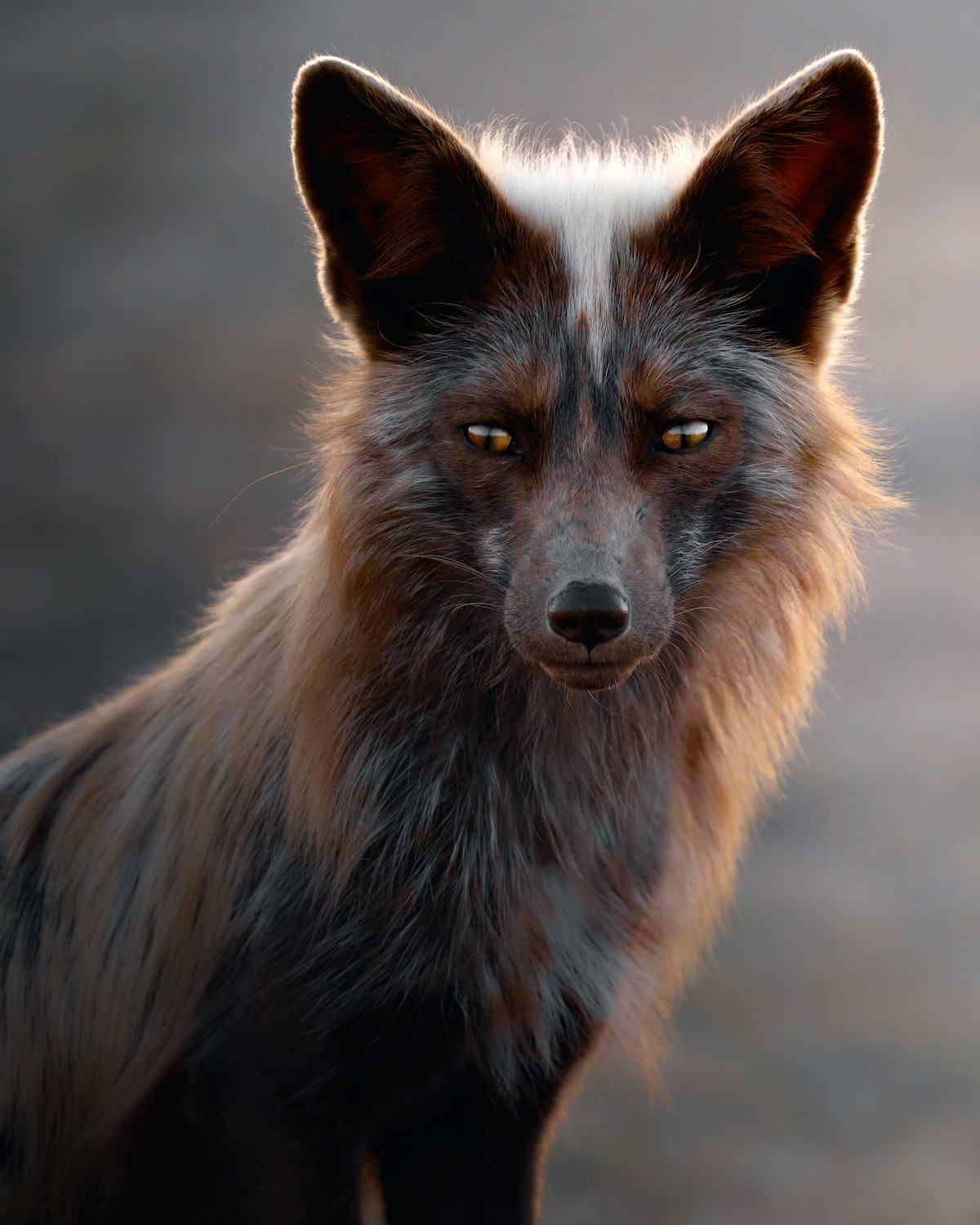 a fluffy brown fox stares at the camera 