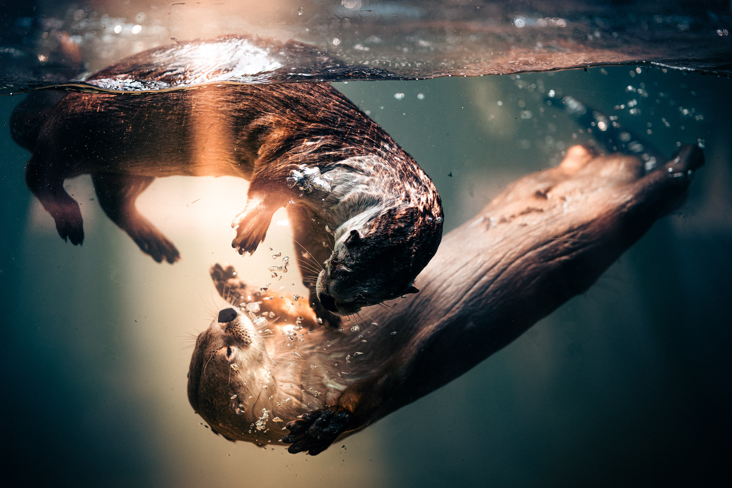 two otters playing underwater