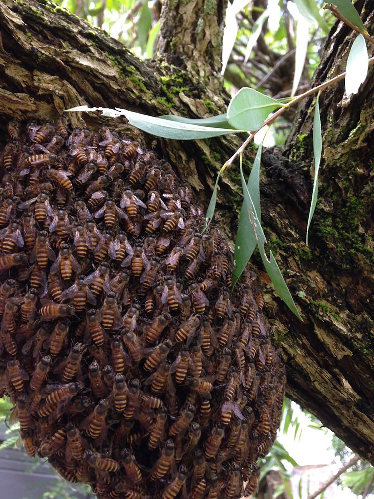 Swarm of invasive Apis cerana in Cairns, North Queensland. Credit: Ros Gloag, 2016 