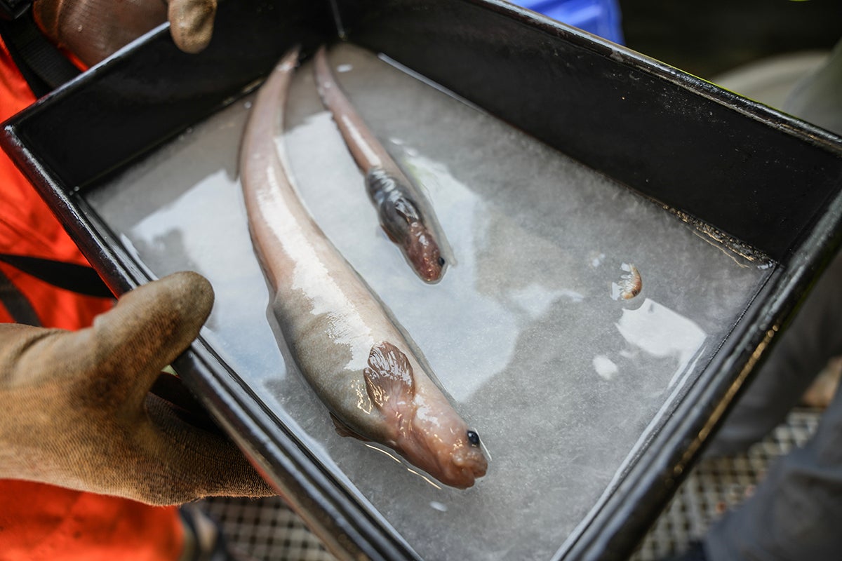 Two new fish species being examined by the team