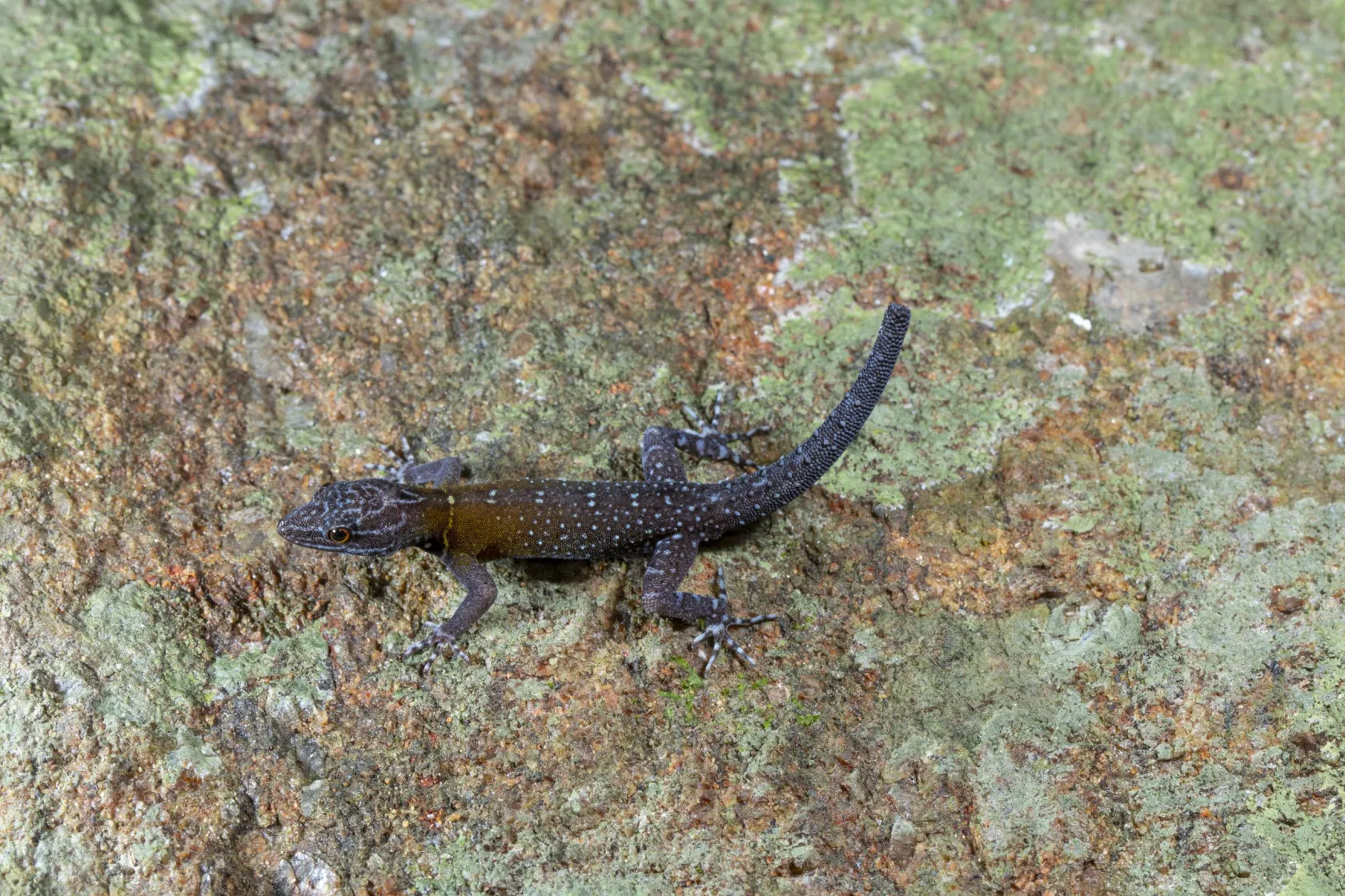 a small gecko with a blue and brown body and light blue spots