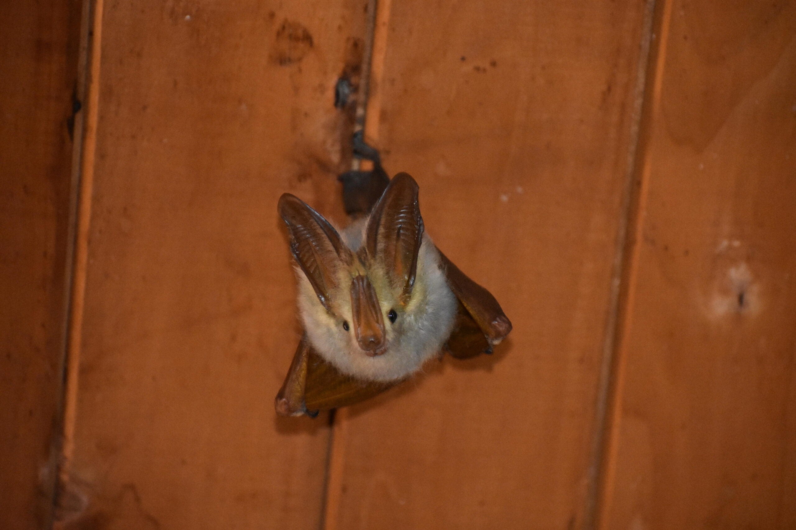 a yellow-winged bat hangs froma. ceiling