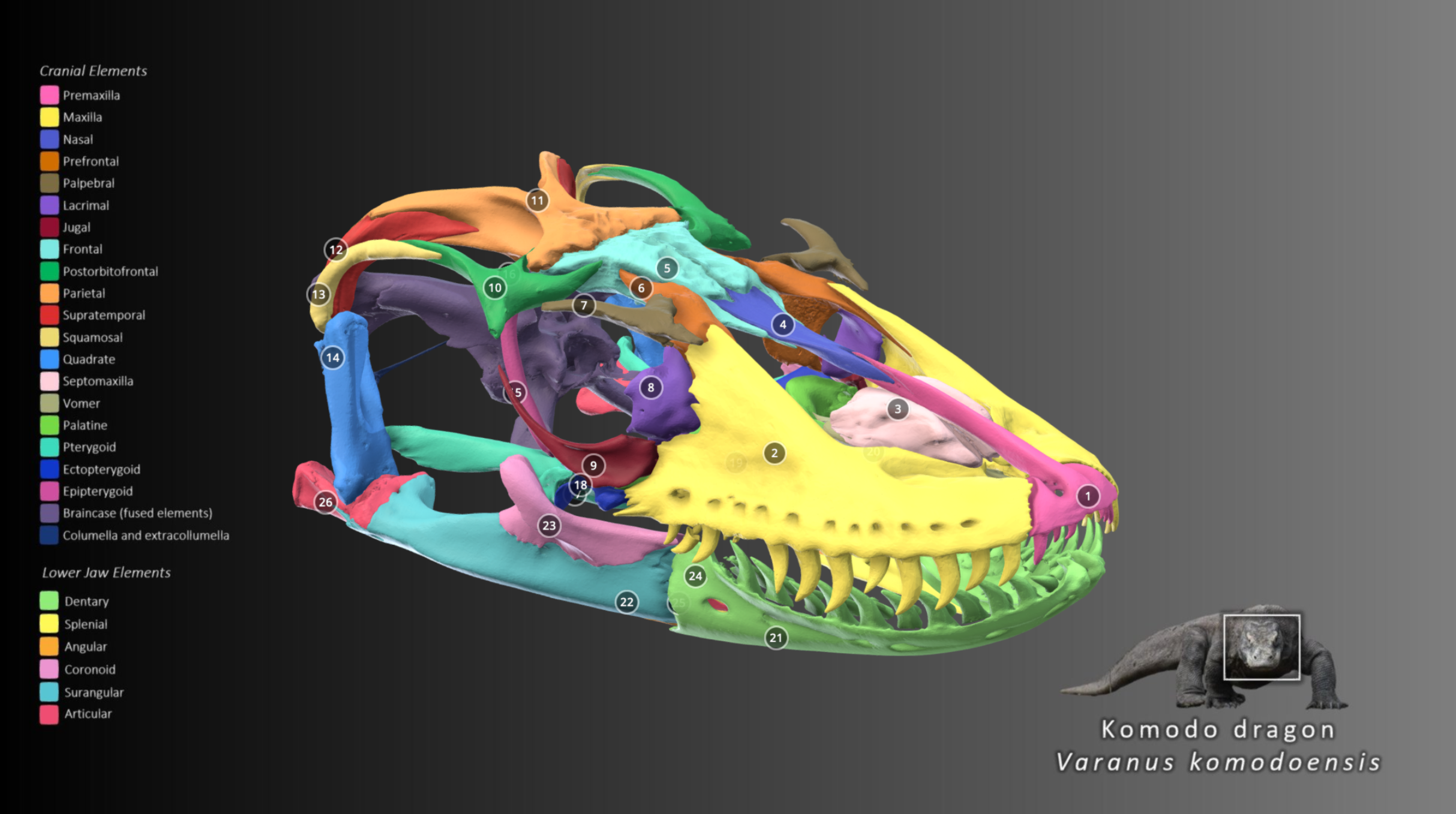 a model of a komodo dragon's skull showing different parts