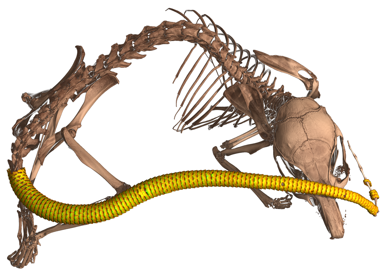 the skeleton of a mouse