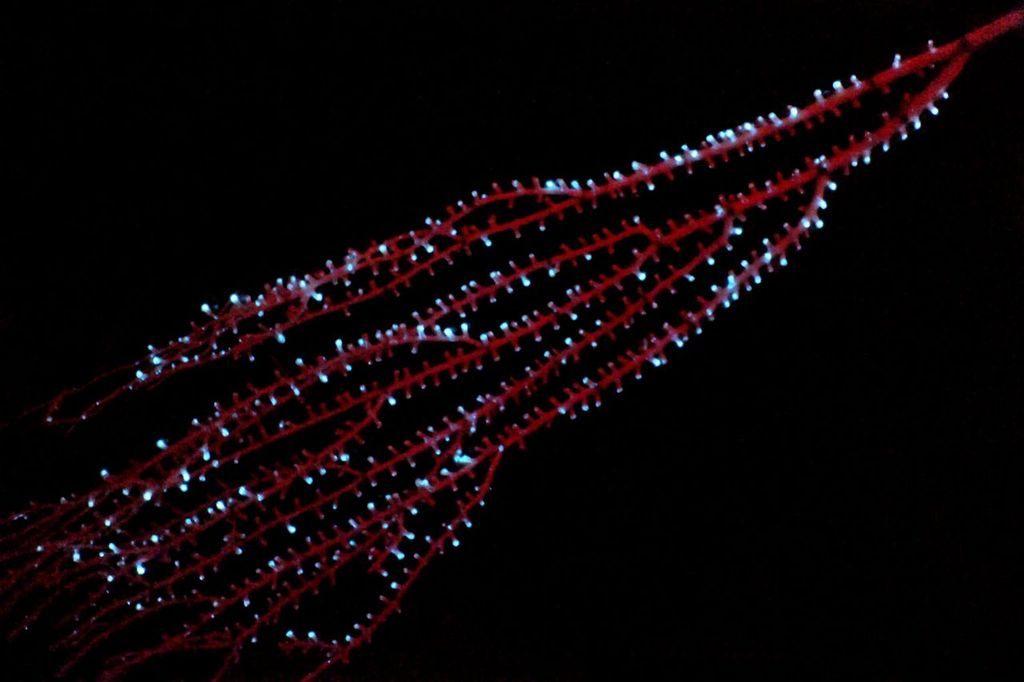 a red branched bamboo color with small white dots indicating bioluminsecnce