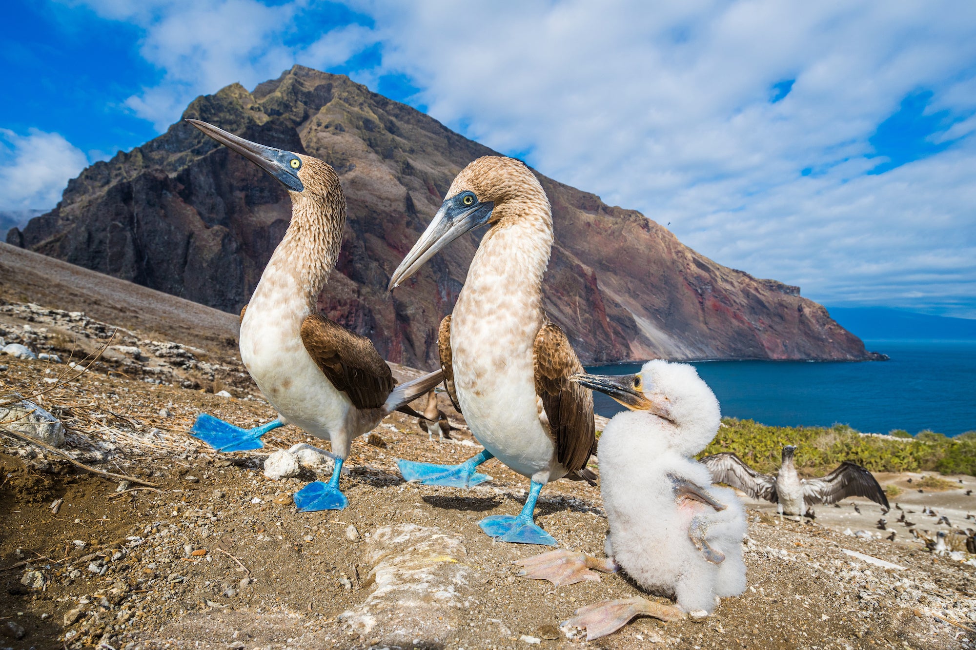 two adult birds with blue feet with a fluffy white baby