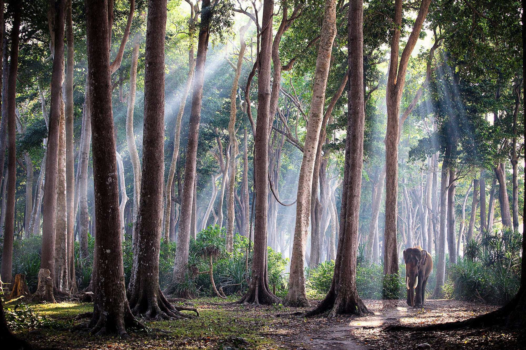 an elephant with tusks walks through woods with sun shining down