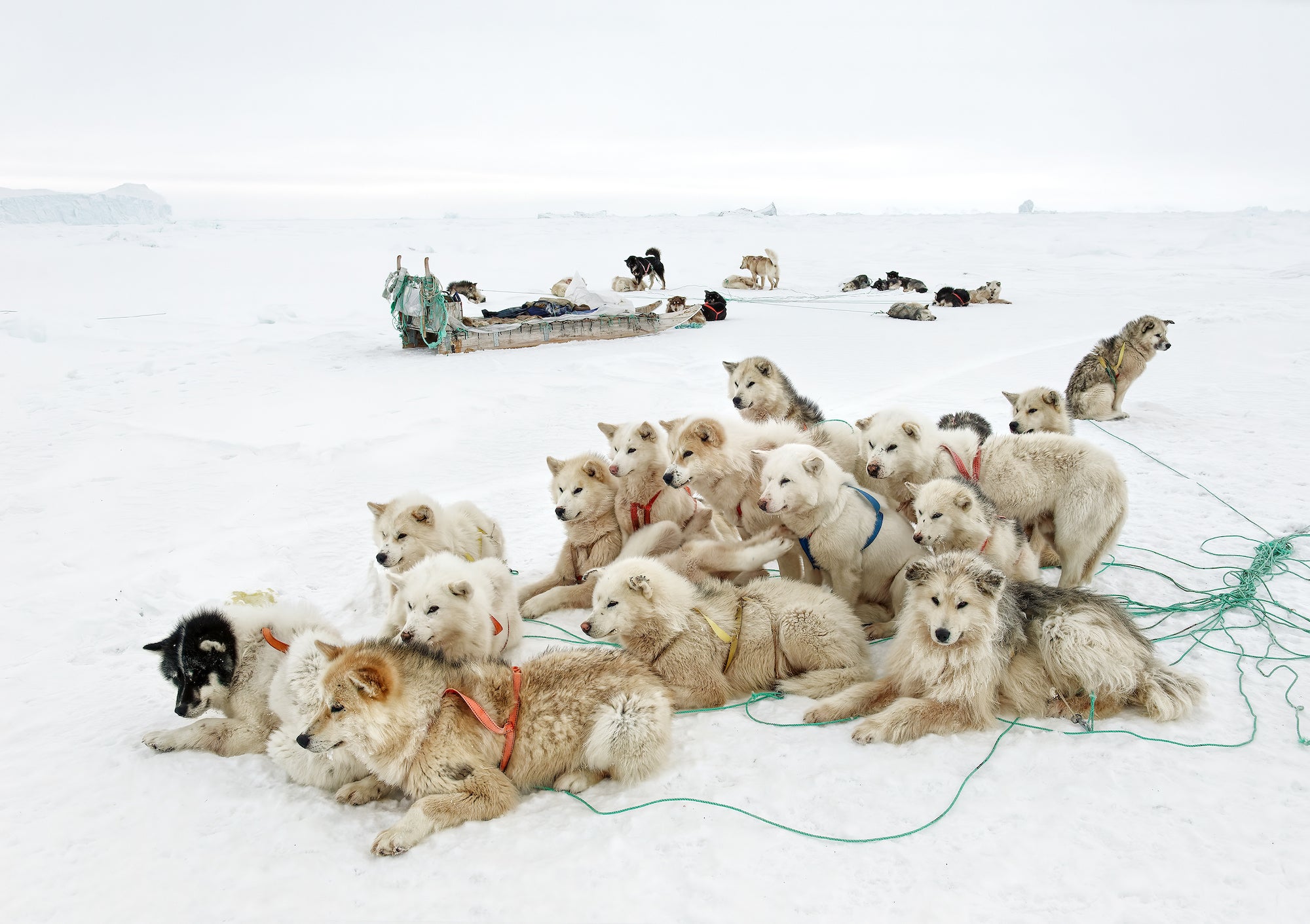 white husky dogs sit in the snow