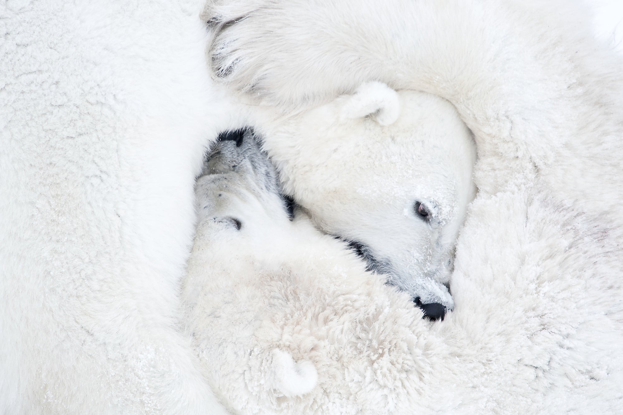 two white polar bears embracing