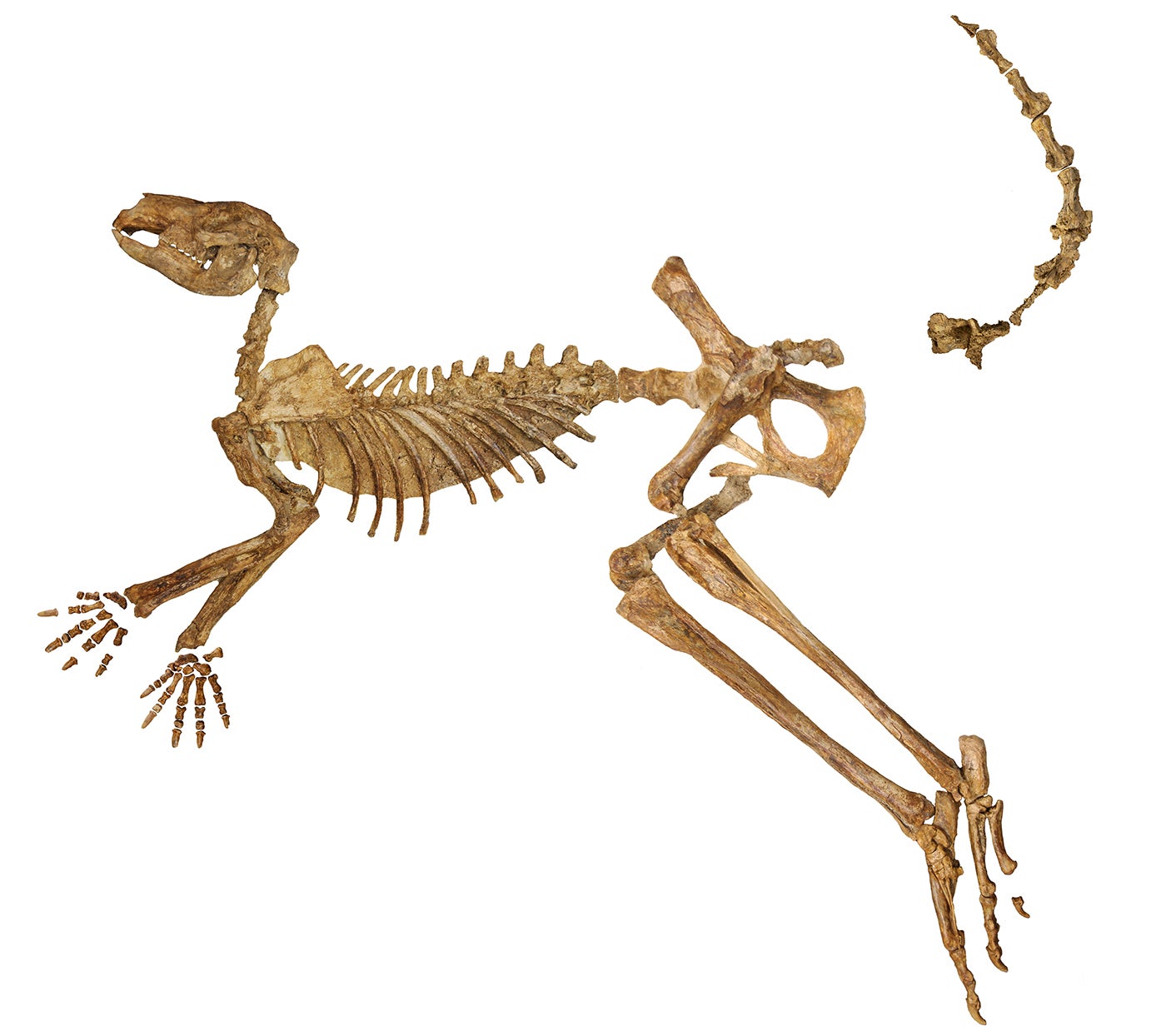 A near-complete fossil skeleton of the extinct giant kangaroo Protemnodon viator from Lake Callabonna, missing just a few bones from the hand, foot, and tail. CREDIT: Isaac A. R. Kerr