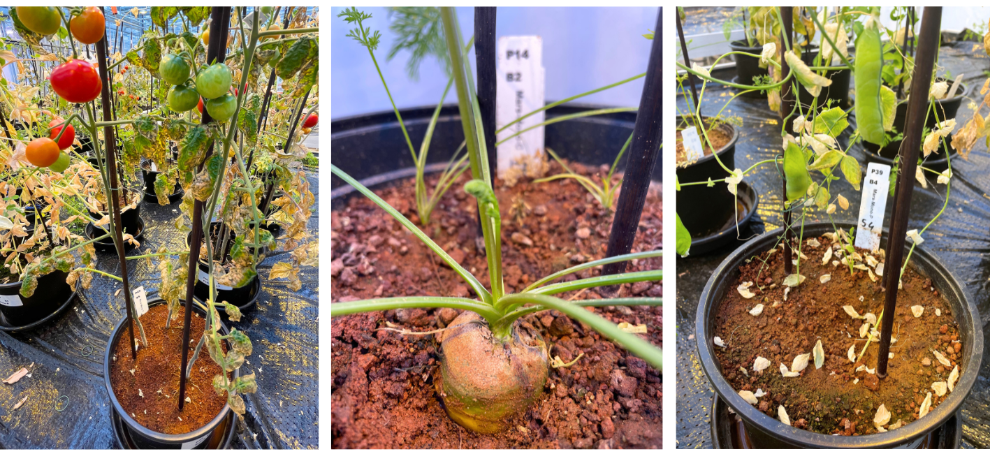 Martian tomatoes (left), Martian carrots (middle) and Martian peas (right)