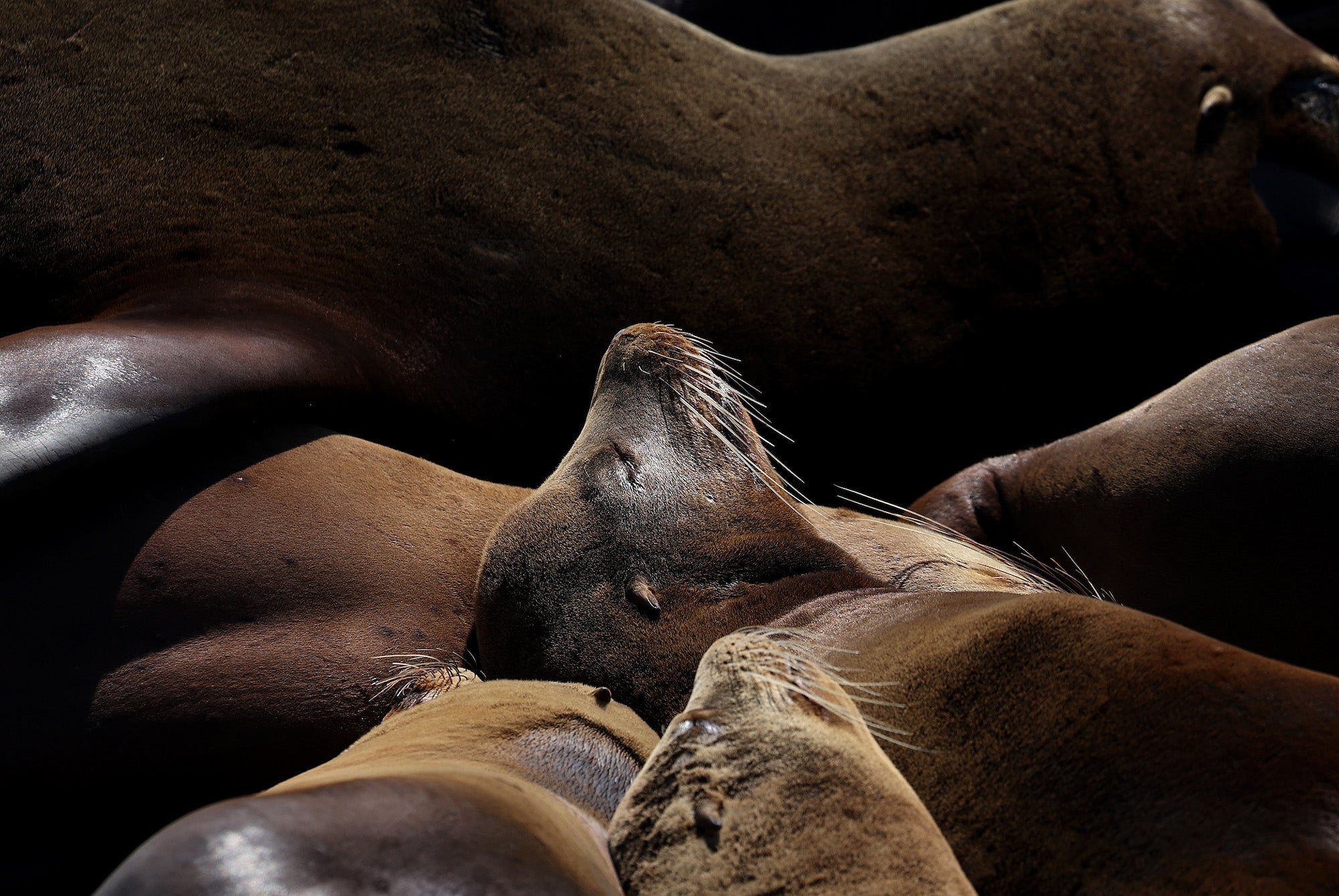 a sea lion with its eyes closed enjoying the sun