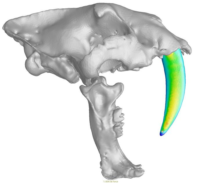 a computer model of a saber-tooth