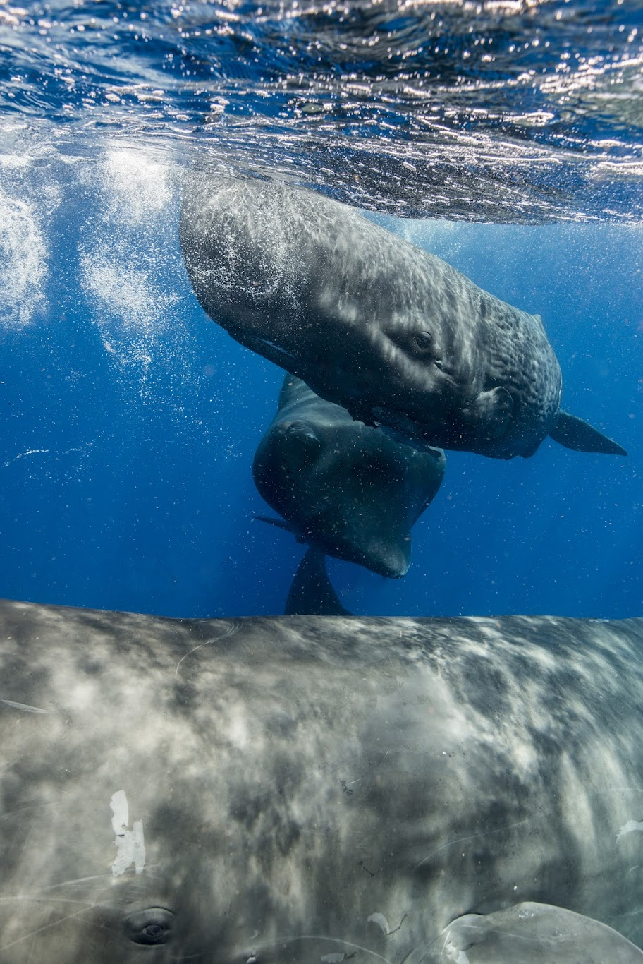 three sperm whales swimming in the ocean