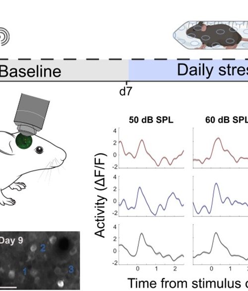 Chronic stress affects the way mice perceive loudness