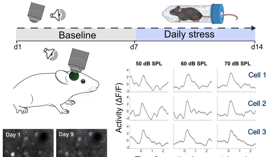Chronic stress affects the way mice perceive loudness