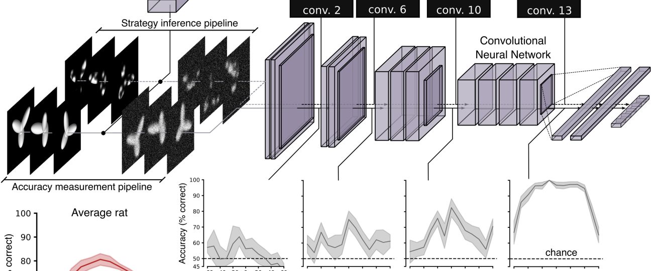 Rats beat AI at recognizing obscured objects