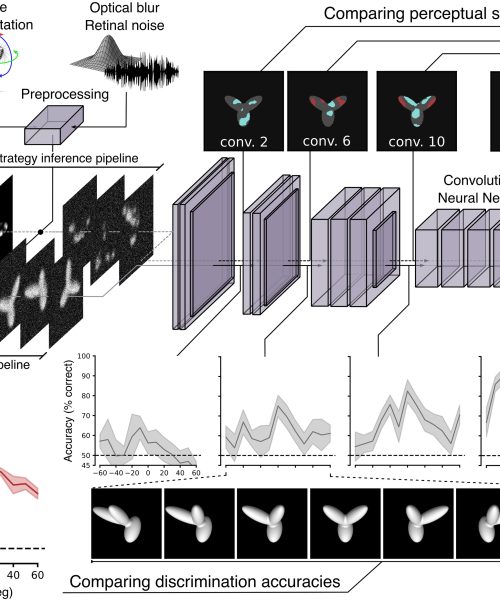 Rats beat AI at recognizing obscured objects