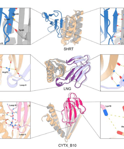 Scientists use AI to create completely new anti-venom proteins