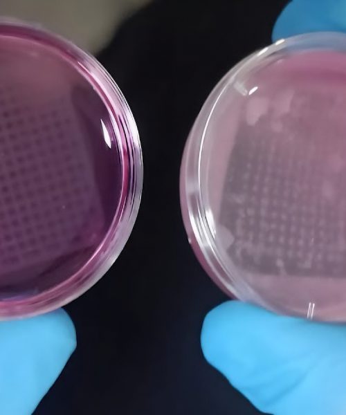 3D-printed ‘skin’ could make testing cosmetics on animals obsolete