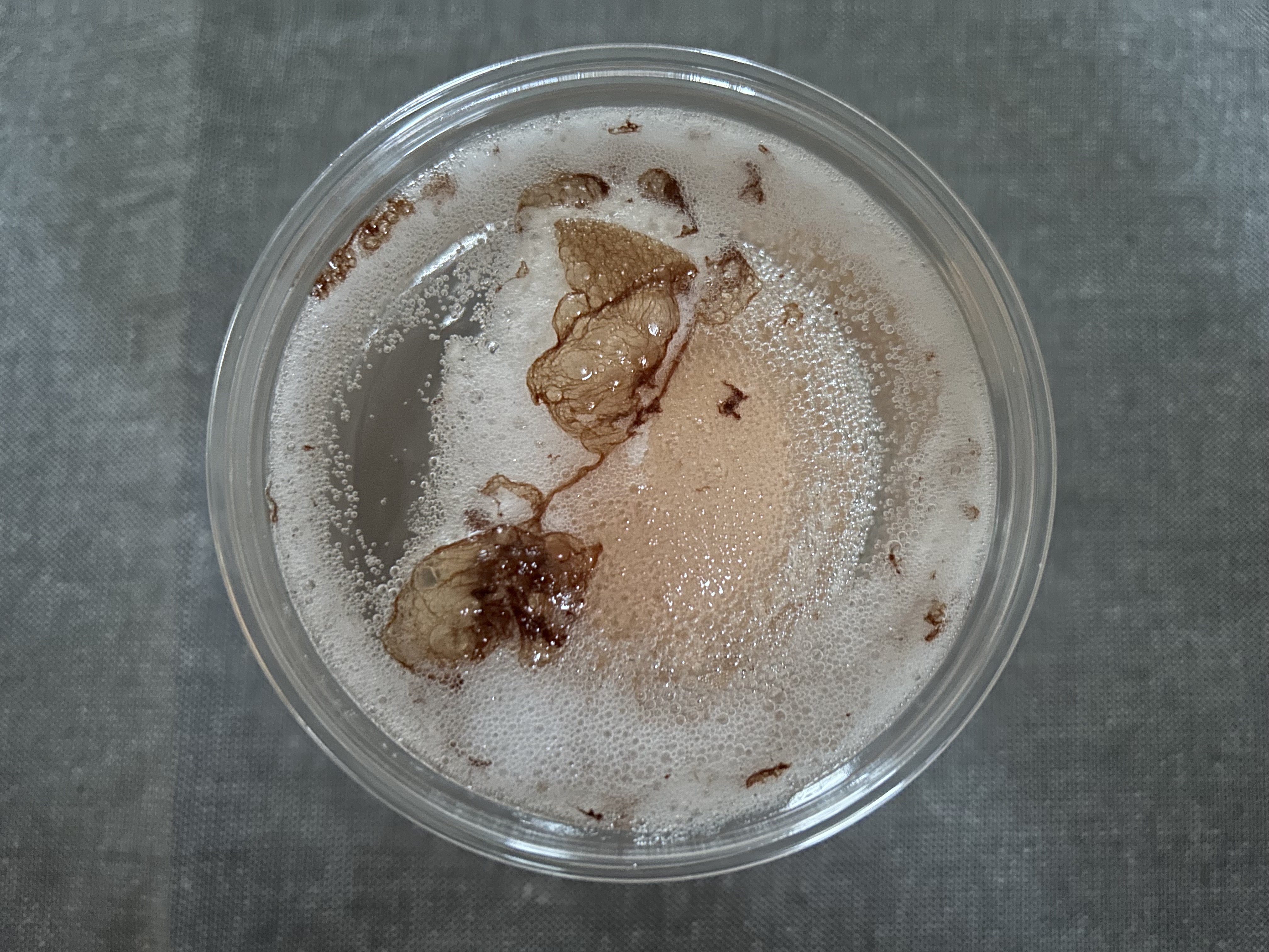 a thin film sits in a plastic cup of white vinegar