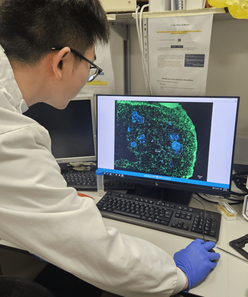 Lab-grown teeth could be the future of dentistry