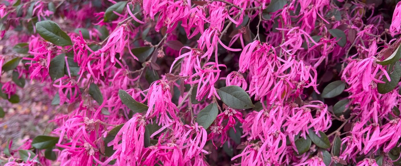 How to build a living fence