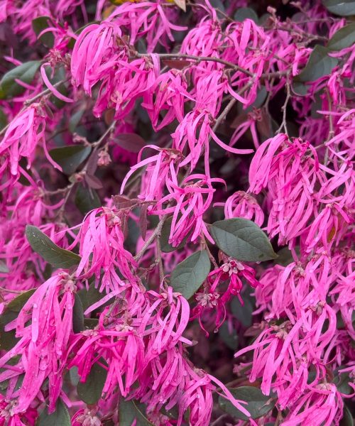 How to build a living fence