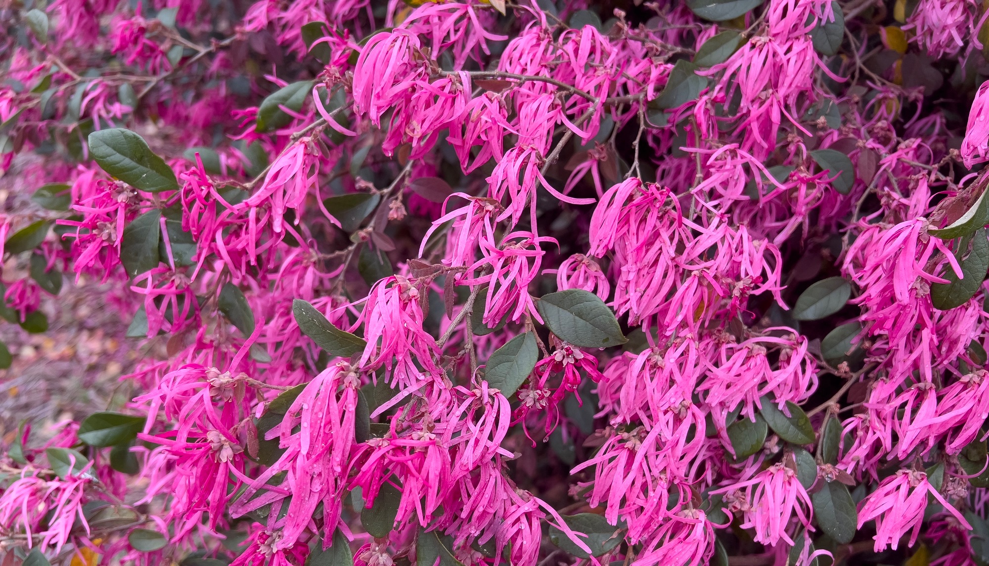 Loropetalum chinense in bloom at Selma, Dallas county, Alabama, USA. loropetalum, Chinese fringe flower and strap flower