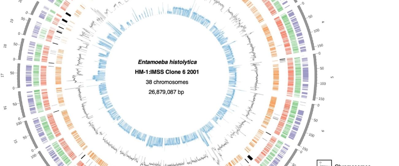 This parasite rips apart human cells and wears them as disguises